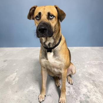 Louie -  Black Mouth Cur Dog for Adoption in Williston, Vermont - Louie | PetCurious
