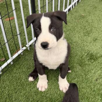 Mixed Breed Dogs Available for Adoption - Peter | PetCurious