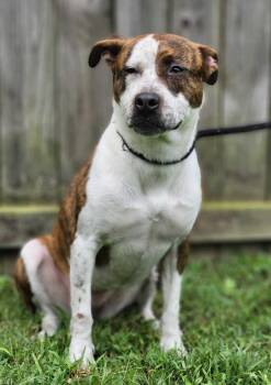 Rescue Mixed Breed Dogs for Adoption in Fairfield, New Jersey - Mia | PetCurious