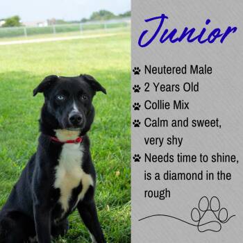 Junior -  Collie Dog for Adoption in Junction City, Kansas - Junior | PetCurious