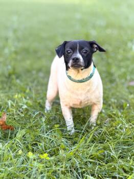 Pepe-Transport -  Boston Terrier and Chihuahua Dog for Adoption in Gradyville, Kentucky - Pepe-Transport | PetCurious