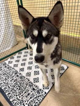 Husky and Mixed Breed Dogs Available for Adoption in Calgary, Alberta - Prairie Wolf | PetCurious
