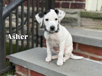 Labrador Retriever and Pointer Dogs Available for Adoption - Asher | PetCurious