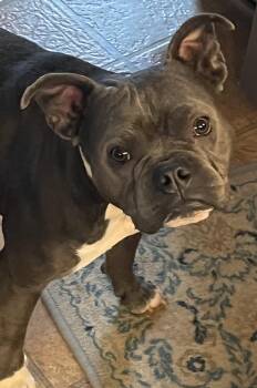 French Bulldog Dogs Available for Adoption in Franklin, Tennessee - BAILEY | PetCurious