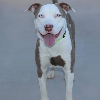 Chisum -  Mixed Breed Dog for Adoption in Las Cruces, New Mexico - Chisum | PetCurious