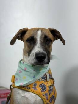 Andy-One of our Amazing Rescue Dogs -  Black Mouth Cur and Mountain Cur Dog for Adoption in Carlsbad, California - Andy-One Of Our Amazing Rescue Dogs | PetCurious