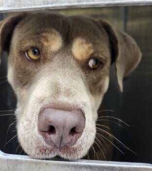 American Staffordshire Terrier Dogs Available for Adoption - CAMILA | PetCurious