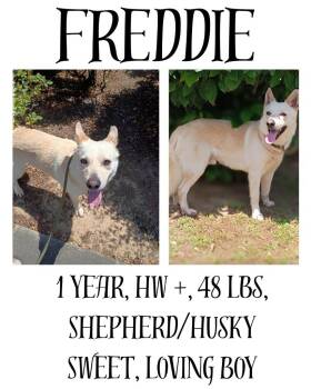Shepherd and Husky Dogs Available for Adoption in Albany, Georgia - Freddie | PetCurious