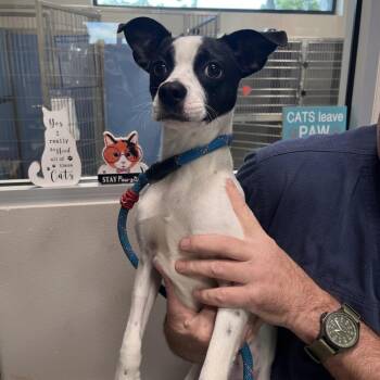 Mixed Breed Dogs Available for Adoption - Bunnie | PetCurious