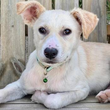 Messi -  Mixed Breed Dog for Adoption in Buffalo, Minnesota - Messi | PetCurious