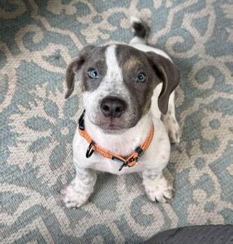 Asher Woofles -  American Foxhound Dog for Adoption in New Orleans, Louisiana - Asher Woofles | PetCurious
