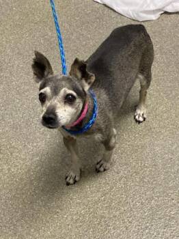 Chihuahua Dogs Available for Adoption in Las Vegas, Nevada - SANSA | PetCurious