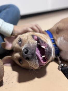 Rescue Boxer and Basenji Dogs for Adoption in Pembroke, Massachusetts - Nayla | PetCurious