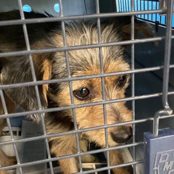 Rescue Chihuahua and Wirehaired Terrier Dogs for Adoption in Montgomery, Alabama - Foxy | PetCurious