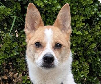 Jindo and Shiba Inu Dogs Available for Adoption in San Ramon, California - Link | PetCurious