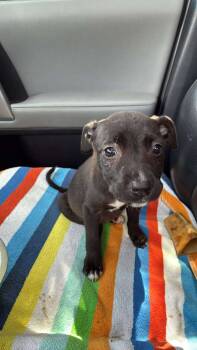 Rescue Terrier Dogs for Adoption in Holly Springs, North Carolina - Quinn | PetCurious