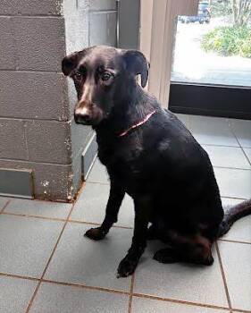 Mixed Breed Dogs Available for Adoption in Nashville, Tennessee - Lord Rocco | PetCurious