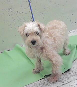 A2093947 -  Poodle and Mixed Breed Dog for Adoption in Houston, Texas - A2093947 | PetCurious
