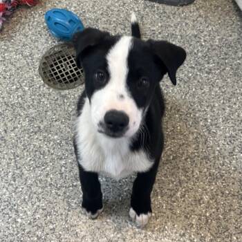Bee Bop -  Black Labrador Retriever and Border Collie Dog for Adoption in Kanab, Utah - Bee Bop | PetCurious