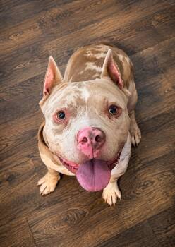 Lucas -  American Bully Dog for Adoption in Chickamauga, Georgia - Lucas | PetCurious