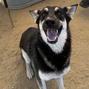 Rescue German Shepherd Dog and Husky Dogs for Adoption in Littlerock, California - Darla | PetCurious