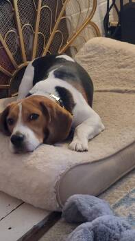 Beagle Dogs Available for Adoption - Henry Winkler | PetCurious
