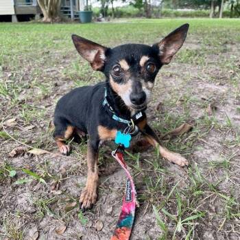 Sista Sue -  Chihuahua and Miniature Pinscher Dog for Adoption in Carencro, Louisiana - Sista Sue | PetCurious