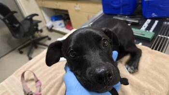 OPAL -  Labrador Retriever and Mixed Breed Dog for Adoption in Riverside, California - OPAL | PetCurious