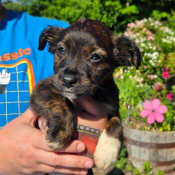 CT Hazel avail Jun 13 (Four Town Craft Fair- Somers, CT) -  Shepherd and Mixed Breed Dog for Adoption in Eastford, Connecticut - CT Hazel Avail Jun 13 (Four Town Craft Fair- Somers, CT) | PetCurious