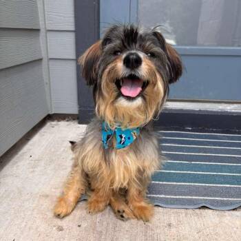 Rufus -  Yorkshire Terrier and Lhasa Apso Dog for Adoption in Martinez, California - Rufus | PetCurious