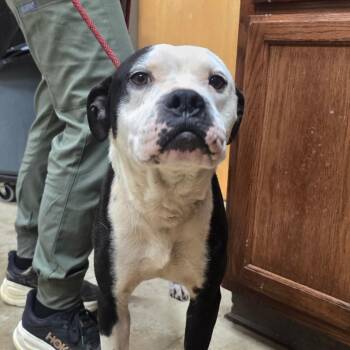 Hunk - 052606U -  American Bulldog and Mixed Breed Dog for Adoption in Tupelo, Mississippi - Hunk - 052606U | PetCurious