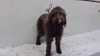 ARAMIS -  Poodle and Labrador Retriever Dog for Adoption in Houston, Texas - ARAMIS | PetCurious