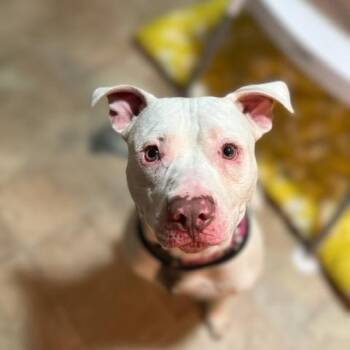 Rescue American Staffordshire Terrier Dogs for Adoption in Springfield, Missouri - Bruce | PetCurious