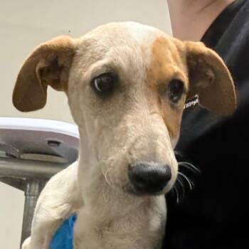 Cattle Dog Dogs Available for Adoption - Nico | PetCurious