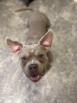 American Bully Dogs Available for Adoption in Hiawatha, Kansas - Tonka | PetCurious