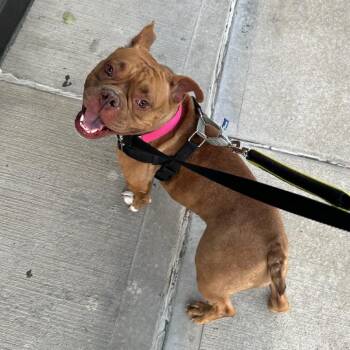 Ladybug Fka Red Berry -  Mixed Breed Dog for Adoption in Vassalboro, Maine - Ladybug Fka Red Berry | PetCurious