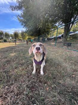 Thumper -  Beagle and Hound Dog for Adoption in Little Rock, Arkansas - Thumper | PetCurious