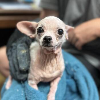 Tadpole -  Chihuahua Dog Available for Adoption in Columbia, South Carolina - Tadpole | PetCurious