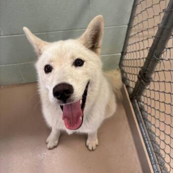 Reyna -  Husky Dog for Adoption in Newark, New Jersey - Reyna | PetCurious