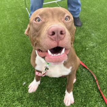 Kobe -  Pit Bull Terrier Dog for Adoption in Chicago, Illinois - Kobe | PetCurious