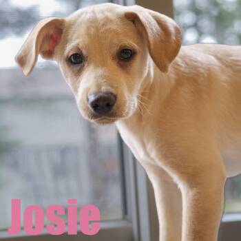 Josie -  Retriever and Mixed Breed Dog for Adoption in Ellicott City, Maryland - Josie | PetCurious
