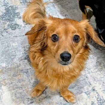 Mimi -  Dachshund Dog for Adoption in Brockport, New York - Mimi | PetCurious