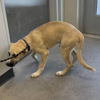111408 -  Mixed Breed Dog for Adoption in Las Cruces, New Mexico - 111408 | PetCurious