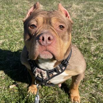 American Bully Dogs Available for Adoption in Allegan, Michigan - Diamond | PetCurious