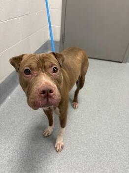 SUGAR -  Boxer and Mixed Breed Dog for Adoption in Indianapolis, Indiana - SUGAR | PetCurious