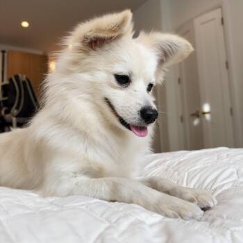 Knotty -  Pomeranian Dog for Adoption - Knotty | PetCurious