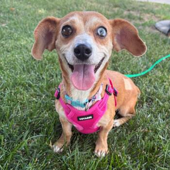 885 (2026) Mauve -  Dachshund Dog for Adoption in Parker, Colorado - 885 (2026) Mauve | PetCurious