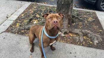 Rescue Mixed Breed Dogs for Adoption in New York, New York - Yasuke | PetCurious