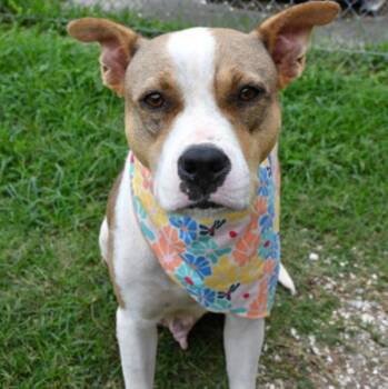 Calla --Courtesy Post. Out of town pet. See below for details-- -  Pit Bull Terrier Dog for Adoption in Eagle, Idaho - Calla --Courtesy Post. Out Of Town Pet. See Below For Details-- | PetCurious