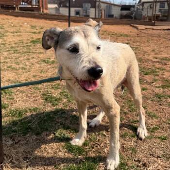 Terrier and Mixed Breed Dogs Available for Adoption - Sandy | PetCurious